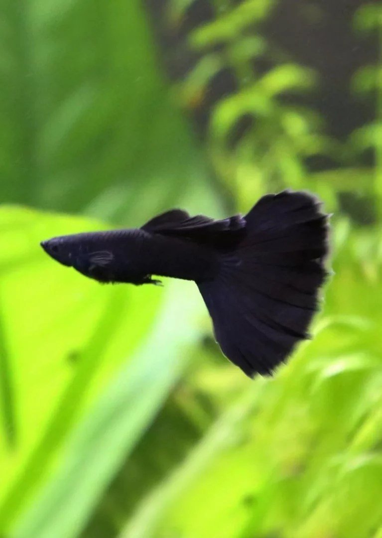 Guppy - Black Moscow Male - Planted Aquaria