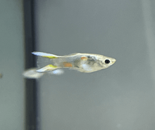 Guppy - Blue Lyretail Male - Planted Aquaria
