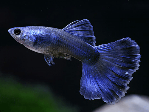 Guppy - Blue Moscow - Planted Aquaria