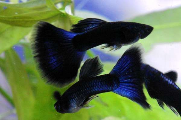 Guppy - Blue Moscow - Planted Aquaria