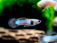 Guppy - Blue Panda Male - Planted Aquaria