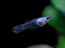 Guppy - Blue Panda Male - Planted Aquaria