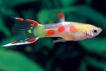 Guppy - Calico Endler Male - Planted Aquaria