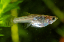 Guppy - Endler Female Assorted - Planted Aquaria