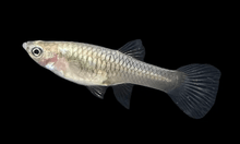 Guppy - Endler Female Assorted - Planted Aquaria