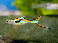 Guppy - Endlers Assorted Male - Planted Aquaria