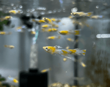 Guppy - Fire Ice Endler Males - Planted Aquaria