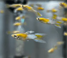 Guppy - Fire Ice Endler Males - Planted Aquaria