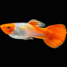 Guppy - Golden Koi Males - Planted Aquaria