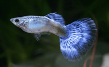Guppy - Male Diamond - Planted Aquaria