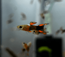 Guppy - Orange Tail Black Body Endler Male - Planted Aquaria