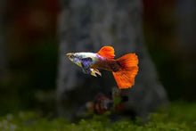 Guppy Pairs - Platinum Red Elephant Ear - Planted Aquaria