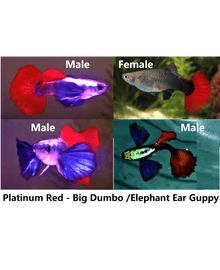 Guppy Pairs - Platinum Red Elephant Ear - Planted Aquaria