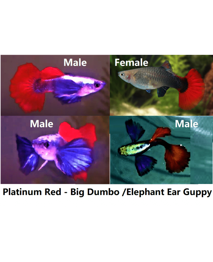 Guppy Pairs - Platinum Red Elephant Ear - Planted Aquaria