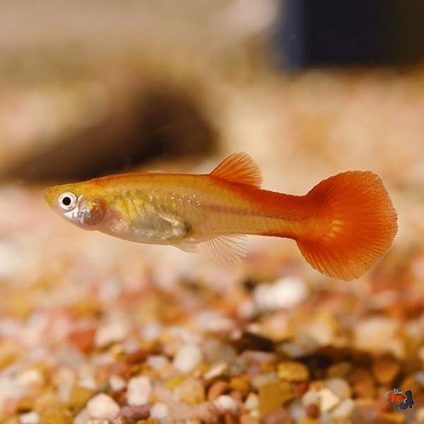 Guppy - Red Bronze M/F - Planted Aquaria