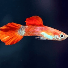 Guppy - Red Bronze M/F - Planted Aquaria