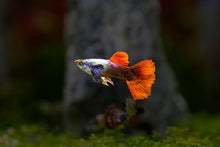 Guppy - Red Elephant Ear Male - Planted Aquaria