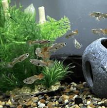 Guppy - Red Mogano Big Ear M/F - Planted Aquaria