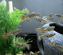 Guppy - Red Mogano Big Ear M/F - Planted Aquaria