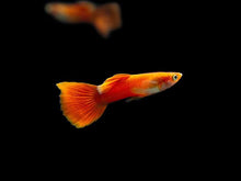 Guppy - Red Moscow Male - Planted Aquaria