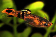 Guppy - Red Swamp (RARE!) - Planted Aquaria