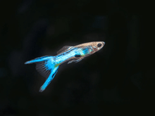 Guppy - Royal Blue Endler Male - Planted Aquaria