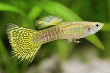 Guppy - Snakeskin Golden Male - Planted Aquaria