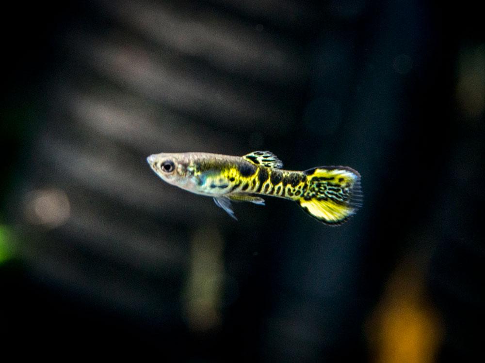 Guppy - Tiger Endler Male - Planted Aquaria