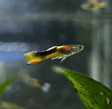 Guppy - Tri - Color Endler Male - Planted Aquaria
