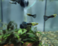 Guppy - Turquoise Males - Planted Aquaria