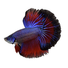 Half - Moon Delta Betta Male - Planted Aquaria