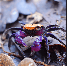 Halloween Vampire Crab - Planted Aquaria