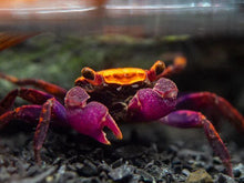 Halloween Vampire Crab - Planted Aquaria