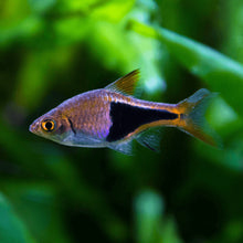 Purple Harlequin Rasbora