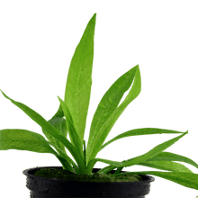 Helanthium bolivianum 'Quadricostatus' - Potted - Planted Aquaria