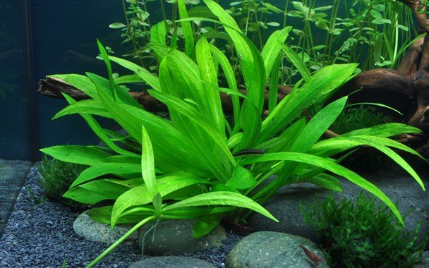 Helanthium bolivianum 'Quadricostatus' - Potted - Planted Aquaria