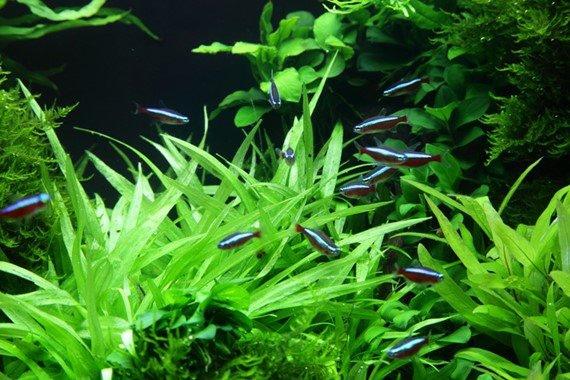 Helanthium bolivianum 'Quadricostatus' - Potted - Planted Aquaria
