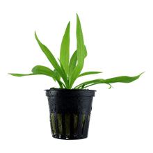 Helanthium bolivianum 'Quadricostatus' - Potted - Planted Aquaria