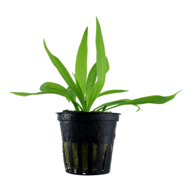 Helanthium bolivianum 'Quadricostatus' - Potted - Planted Aquaria