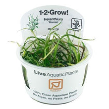 Helanthium bolivianum 'Vesuvius' - Tropica TC - Planted Aquaria