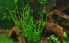 Helanthium bolivianum 'Vesuvius' - Tropica TC - Planted Aquaria