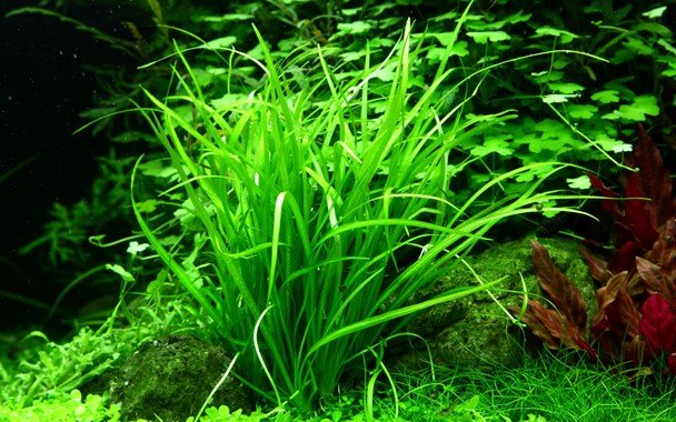 Helanthium tenellum 'Green' - Tropica TC - Planted Aquaria
