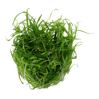 Helanthium tenellum 'Green' - Tropica TC - Planted Aquaria