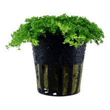 Hemianthus callitrichoides 'Cuba' - Potted - Planted Aquaria