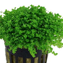 Hemianthus callitrichoides 'Cuba' - Potted - Planted Aquaria