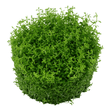 Hemianthus callitrichoides 'Cuba' - Tropica TC - Planted Aquaria