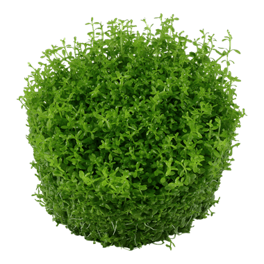 Hemianthus callitrichoides 'Cuba' - Tropica TC - Planted Aquaria