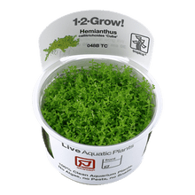 Hemianthus callitrichoides 'Cuba' - Tropica TC - Planted Aquaria
