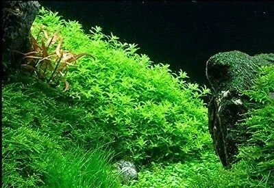 Hemianthus glomeratus (Pearlweed) - ADA TC - Planted Aquaria