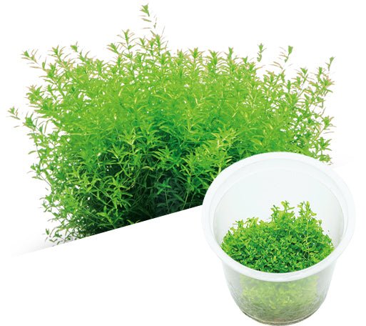Hemianthus glomeratus (Pearlweed) - ADA TC - Planted Aquaria